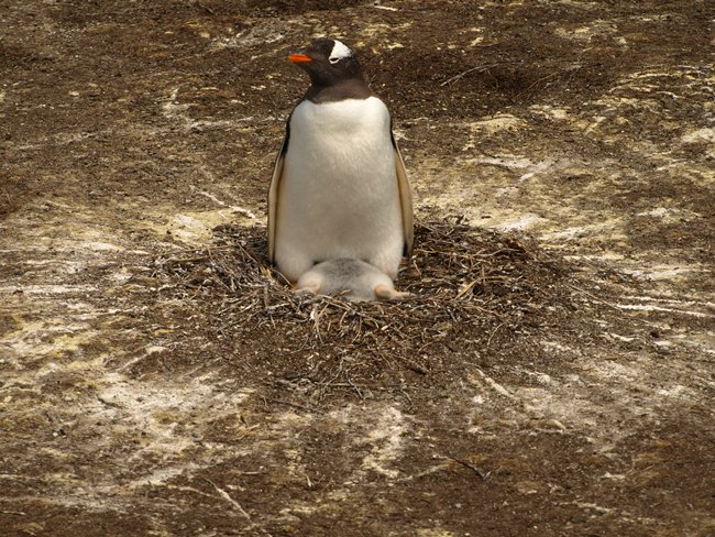 ../../Pictures/241209/154 Gentoo.JPG